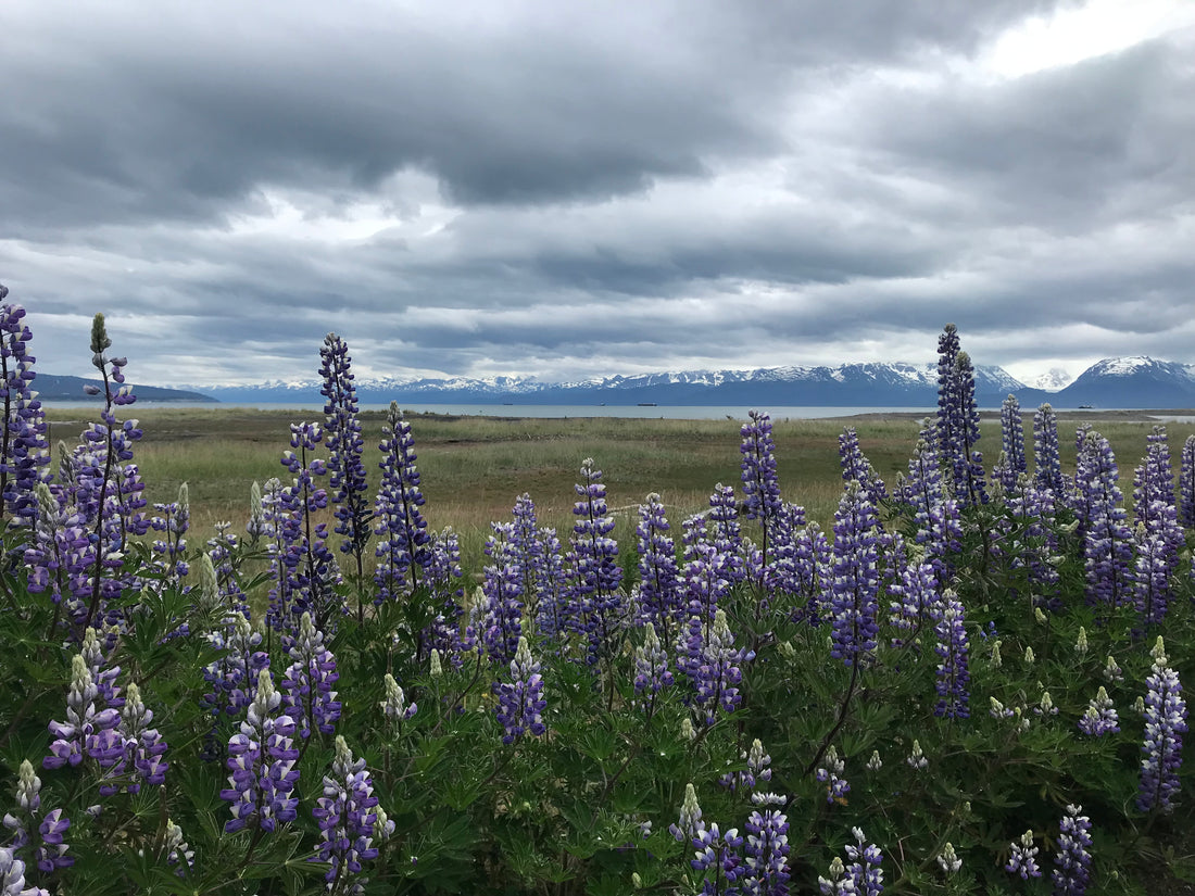 Nootka Lupine