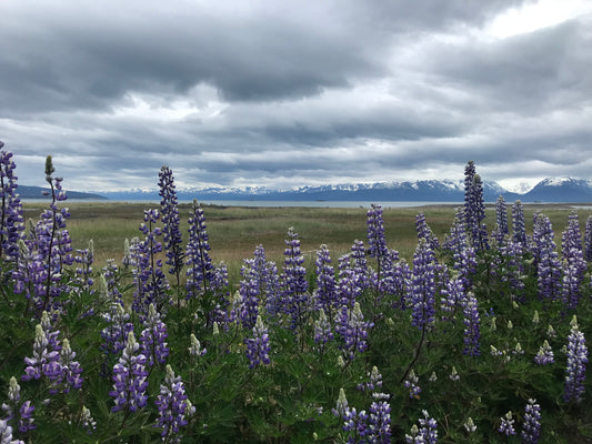 Nootka Lupine