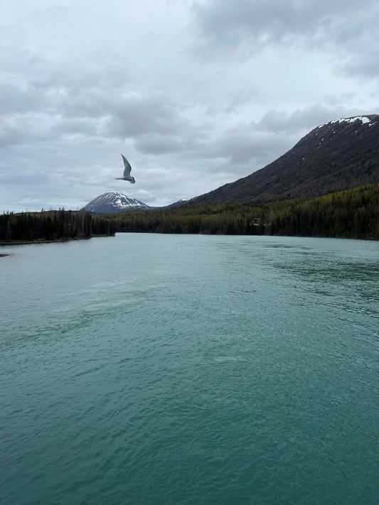 Spring on the Kenai River